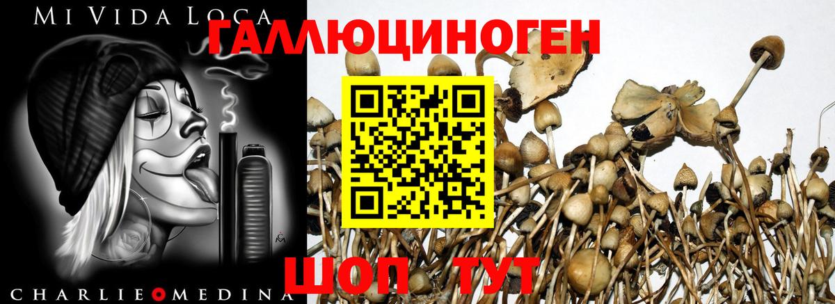 Галлюциногенные грибы ЛСД  Вход с VPN  Беслан  Галлюциногенные грибы Psilocybine cubensis 
